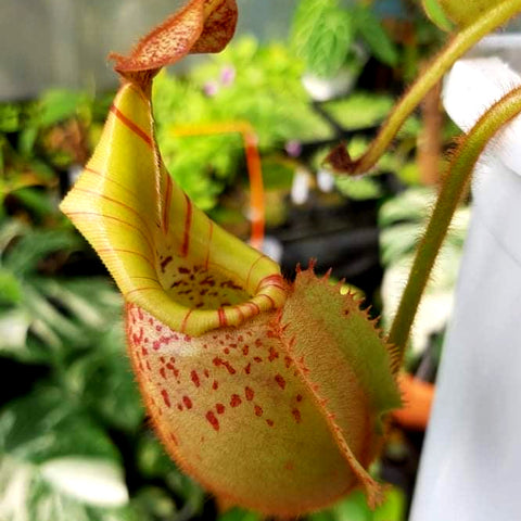 Yellow pitcher plant Nepenthes veitchii Bareo Thai Clone with red speckles and curling peristome