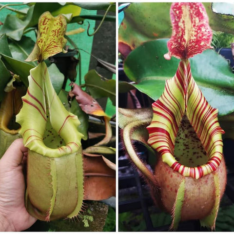 Side by side Nepenthes veitchii pitchers with pale green bodies and red striped rims.