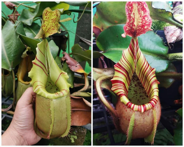 Nepenthes veitchii (Hose Mountains x Bareo)