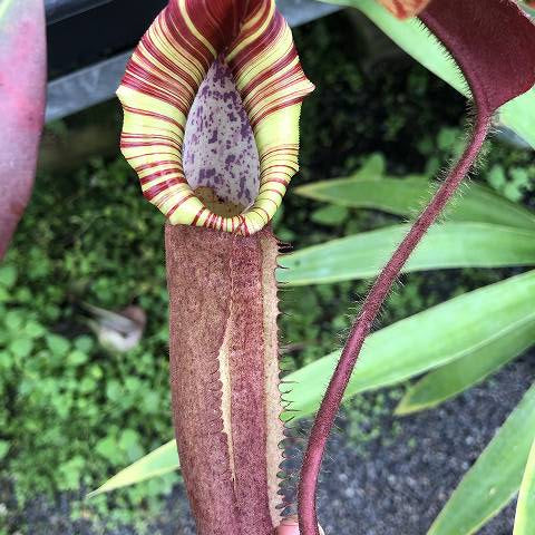 Nepenthes truncata x peltata "Red Phantom"