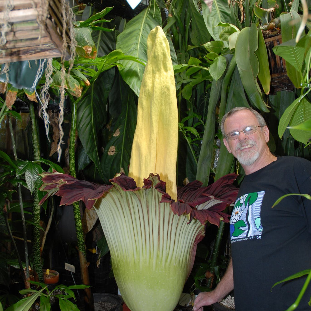 Amorphophallus titanum, Corpse Flower, Corpse Plant