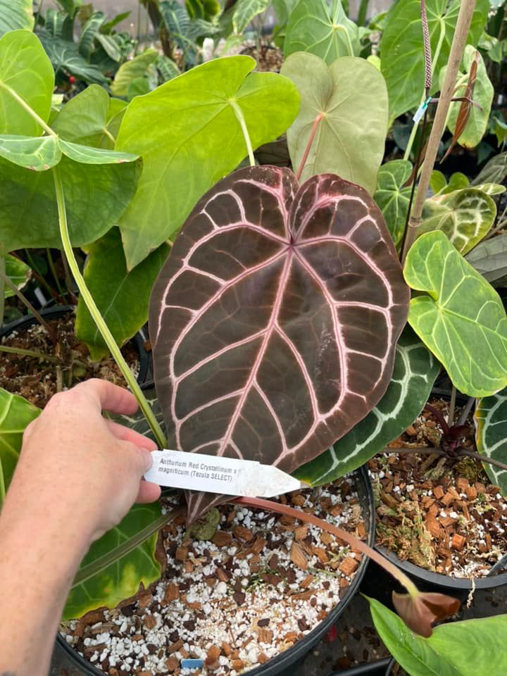 Anthurium (Red crystallinum x magnificum) -Tezula x luxurians, CAR