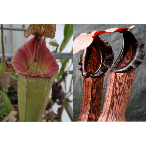 Nepenthes seed pod cross pitchers; left pale green pitcher with pink rim, right tall brown striped pitcher.