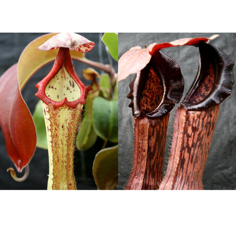Two Nepenthes seed pod hybrids; left pale green pitcher with red rim, right brown marbled pitcher with dark interior.
