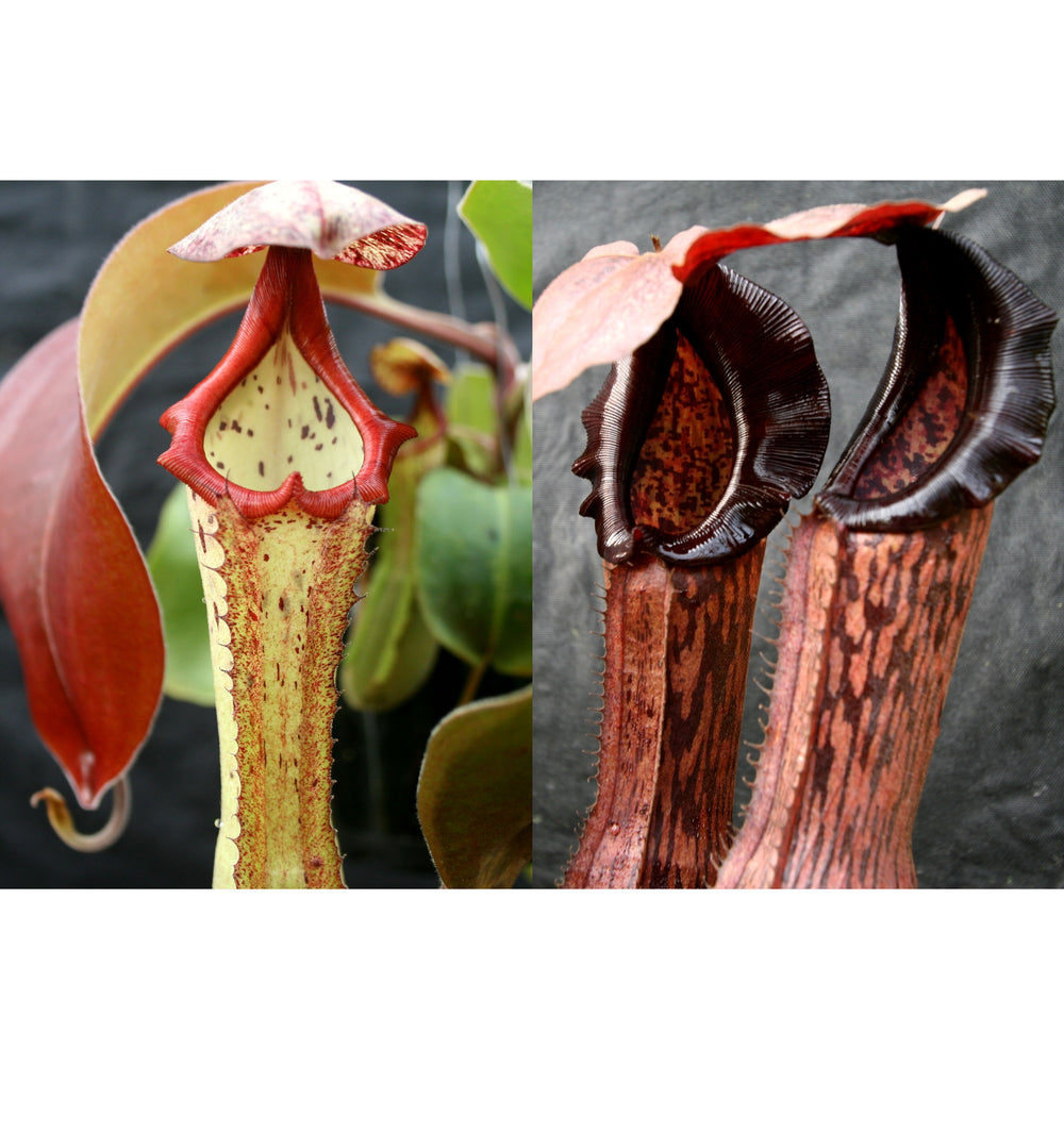 Nepenthes (Marpesa x clipeata) x (Song of Melancholy x boschiana)-Seed Pod
