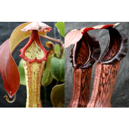 Nepenthes (Marpesa x clipeata) x (Song of Melancholy x boschiana)