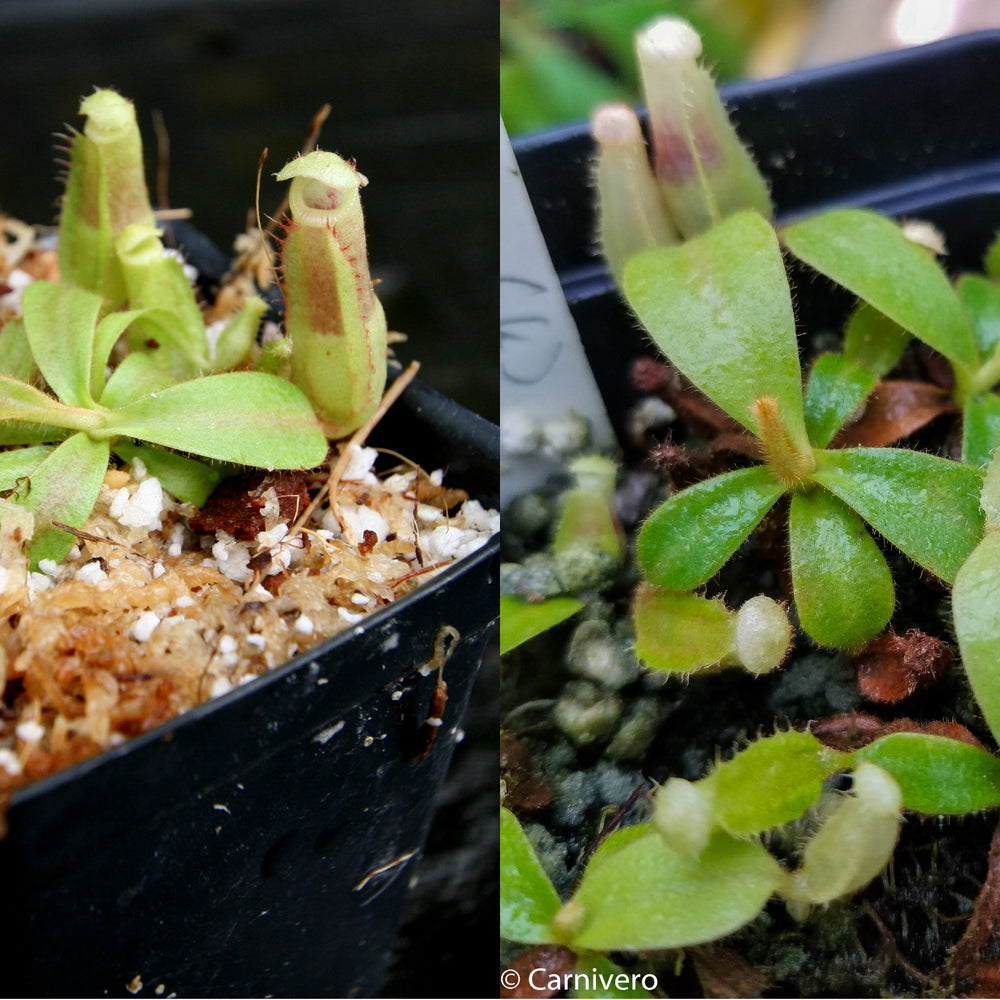 
                      
                        Nepenthes veitchii Collection
                      
                    
