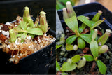 Nepenthes veitchii Collection