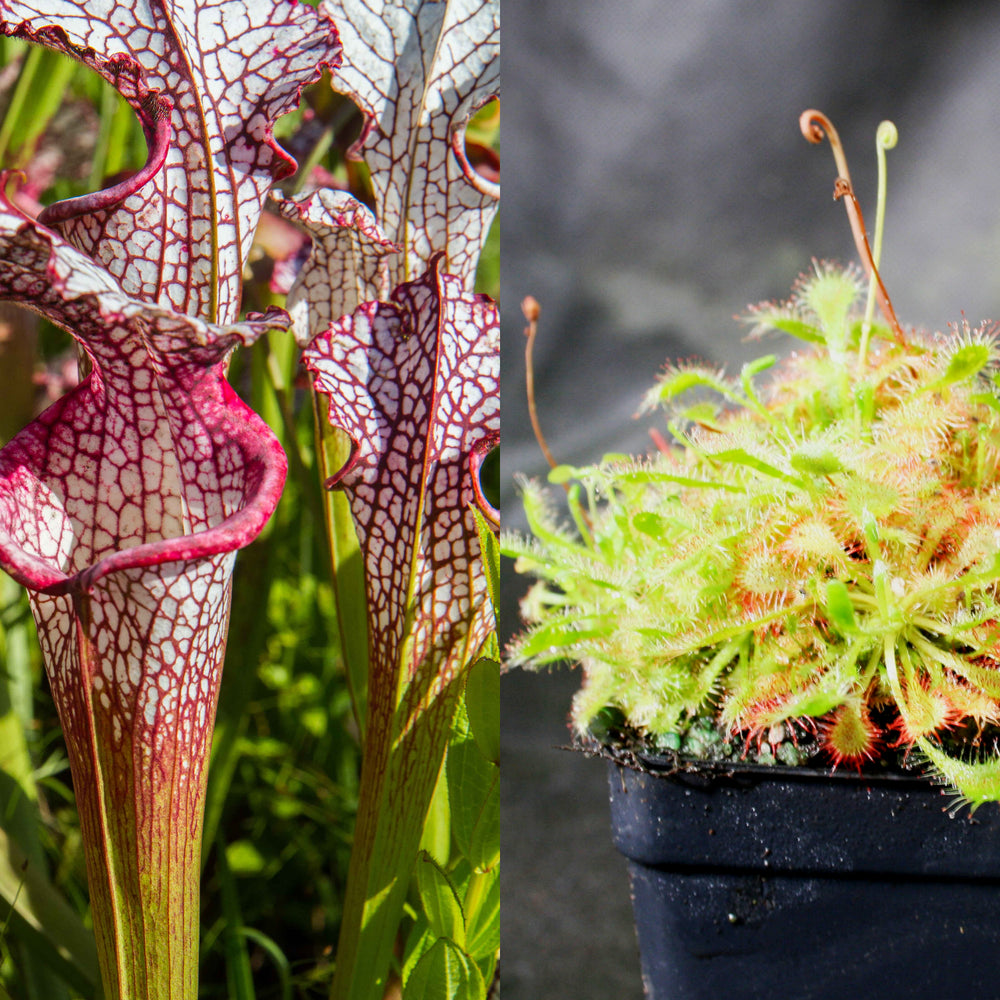 
                      
                        Outdoor Grower Collection
                      
                    