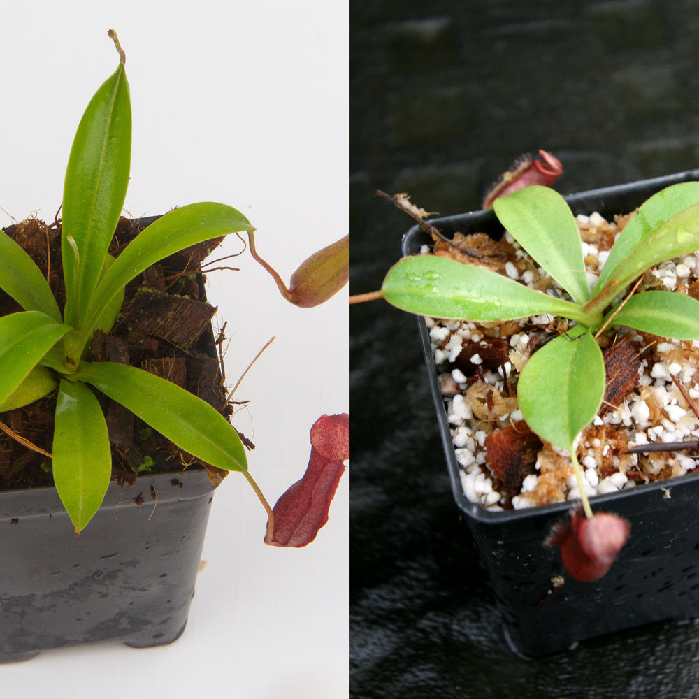 
                      
                        Nepenthes Starter Collection
                      
                    