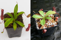 Nepenthes Starter Collection