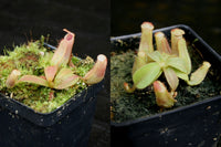 Nepenthes veitchii Collection