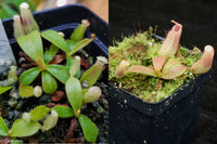 Nepenthes veitchii Collection