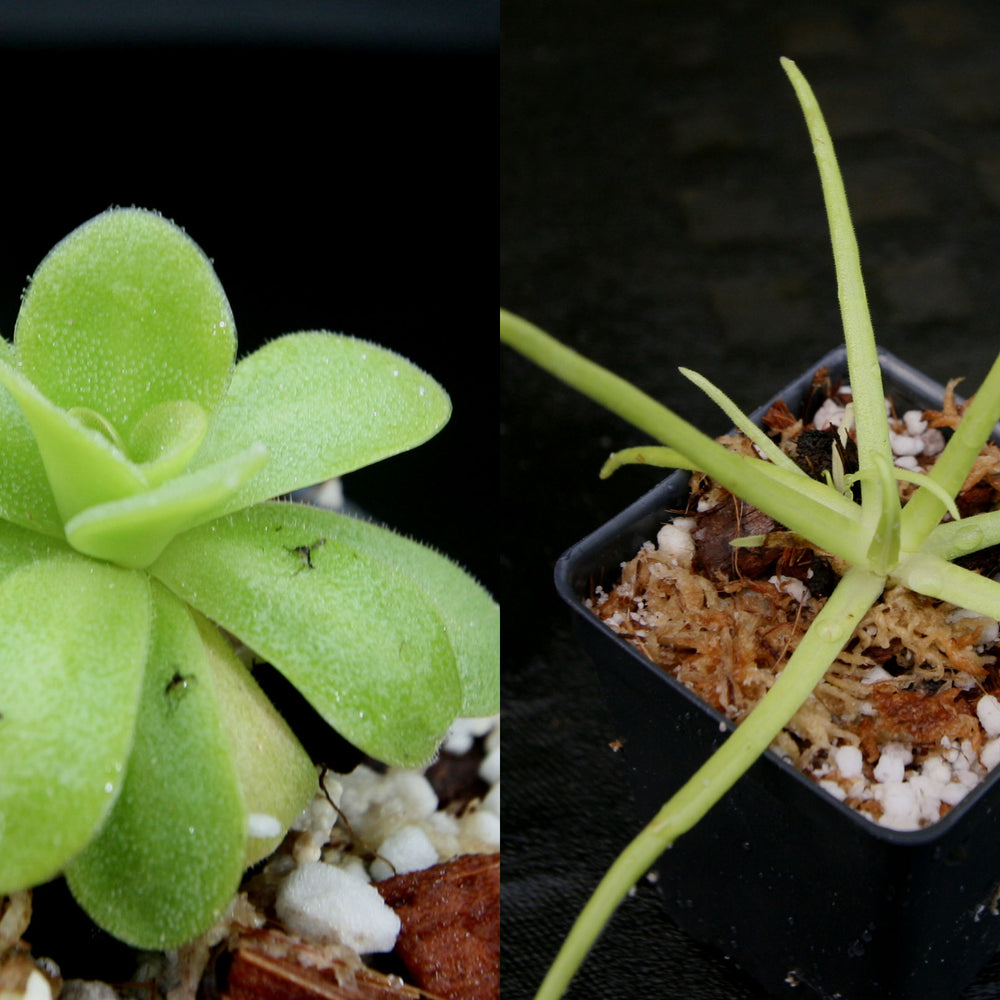 
                      
                        Pinguicula Collection, Butterworts Growing Kit
                      
                    