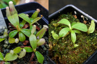 Nepenthes veitchii Collection