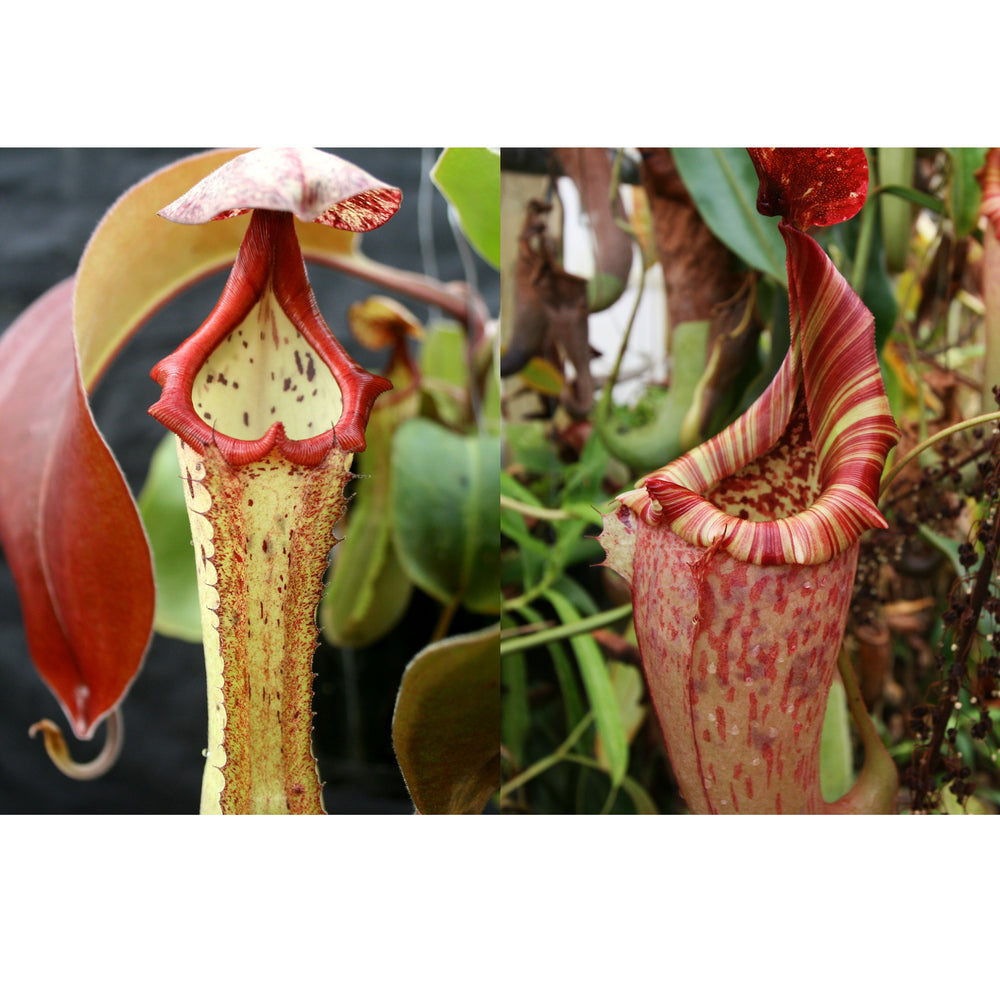 Nepenthes (Marpesa x clipeata) x (maxima x veitchii) - Highland