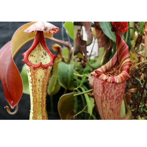 Two Nepenthes Highland pitcher plants with red edged mouths and pale speckled interiors.