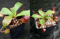 Nepenthes Starter Collection
