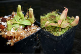 Nepenthes veitchii Collection