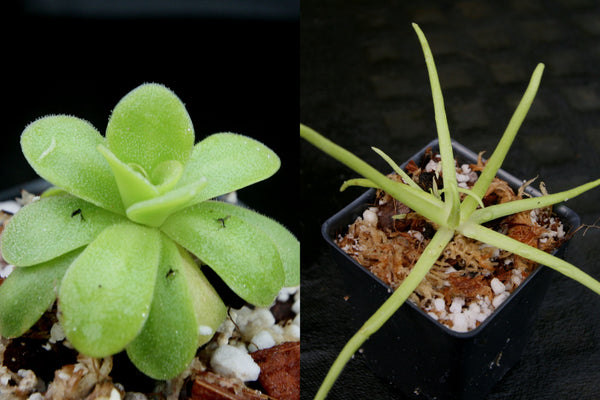 Pinguicula Collection, Butterworts Growing Kit