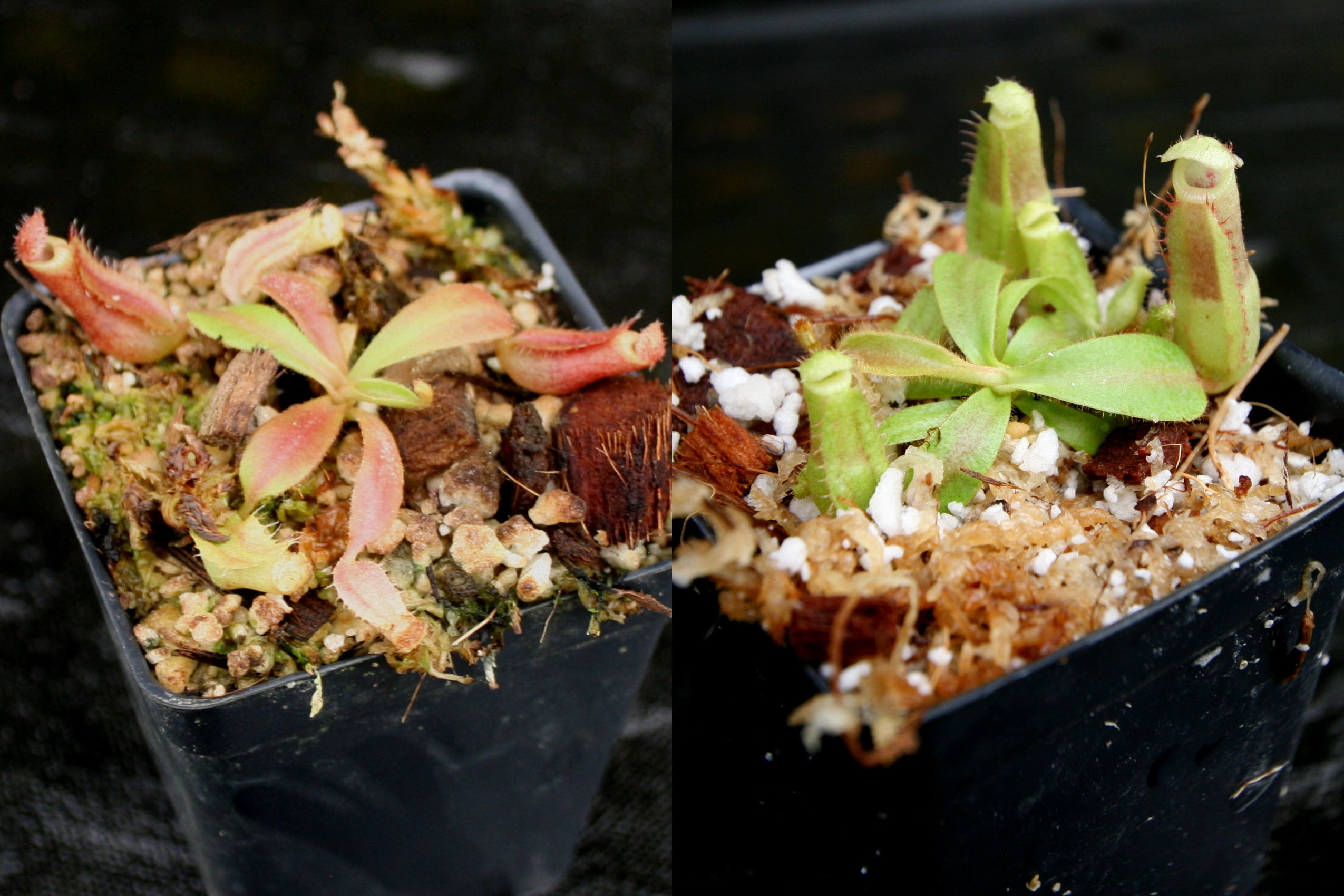 Nepenthes veitchii Collection – Carnivero