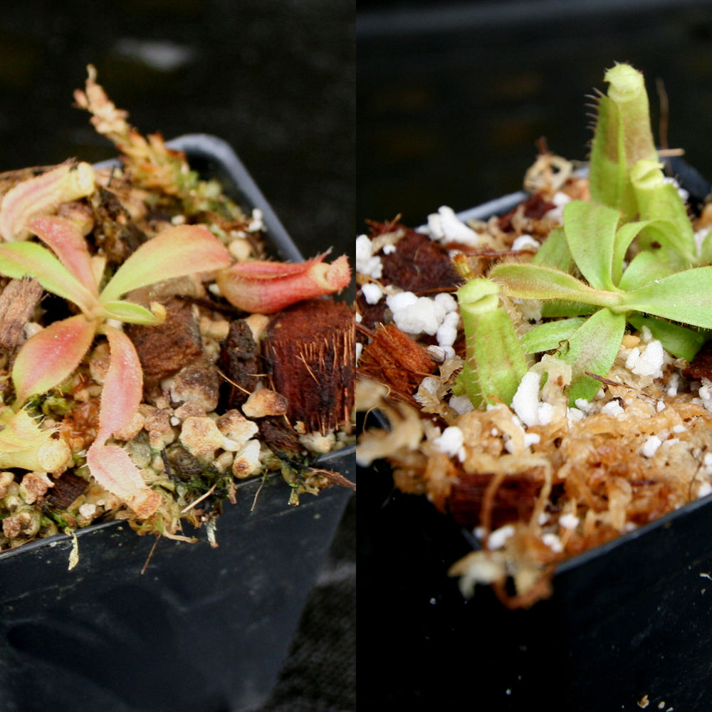
                      
                        Nepenthes veitchii Collection
                      
                    