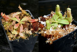 Nepenthes veitchii Collection