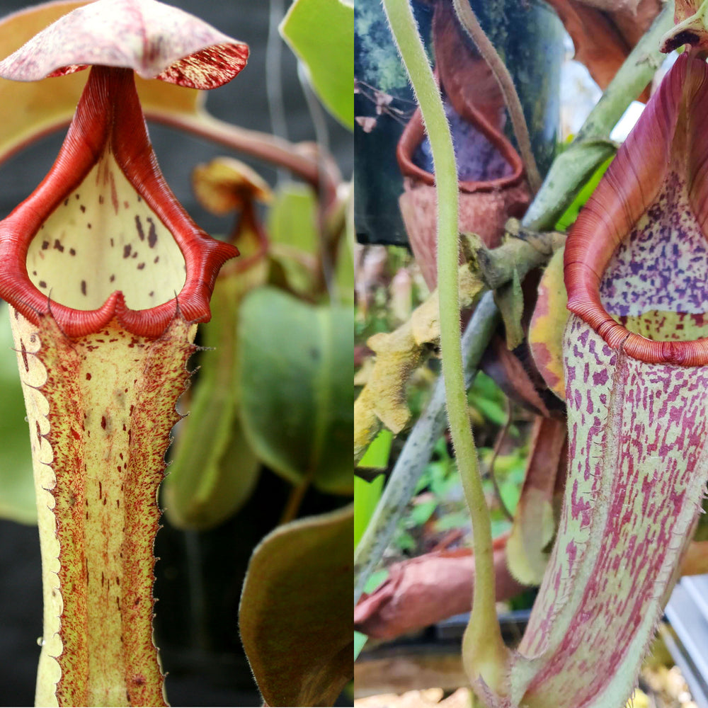 Nepenthes (Marpesa x clipeata) x maxima Wavy Leaves
