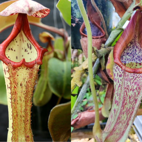 Two Nepenthes plants from Marpesa x clipeata maxima with wavy leaves; left pale pitcher with red rim, right striped pink pitcher.