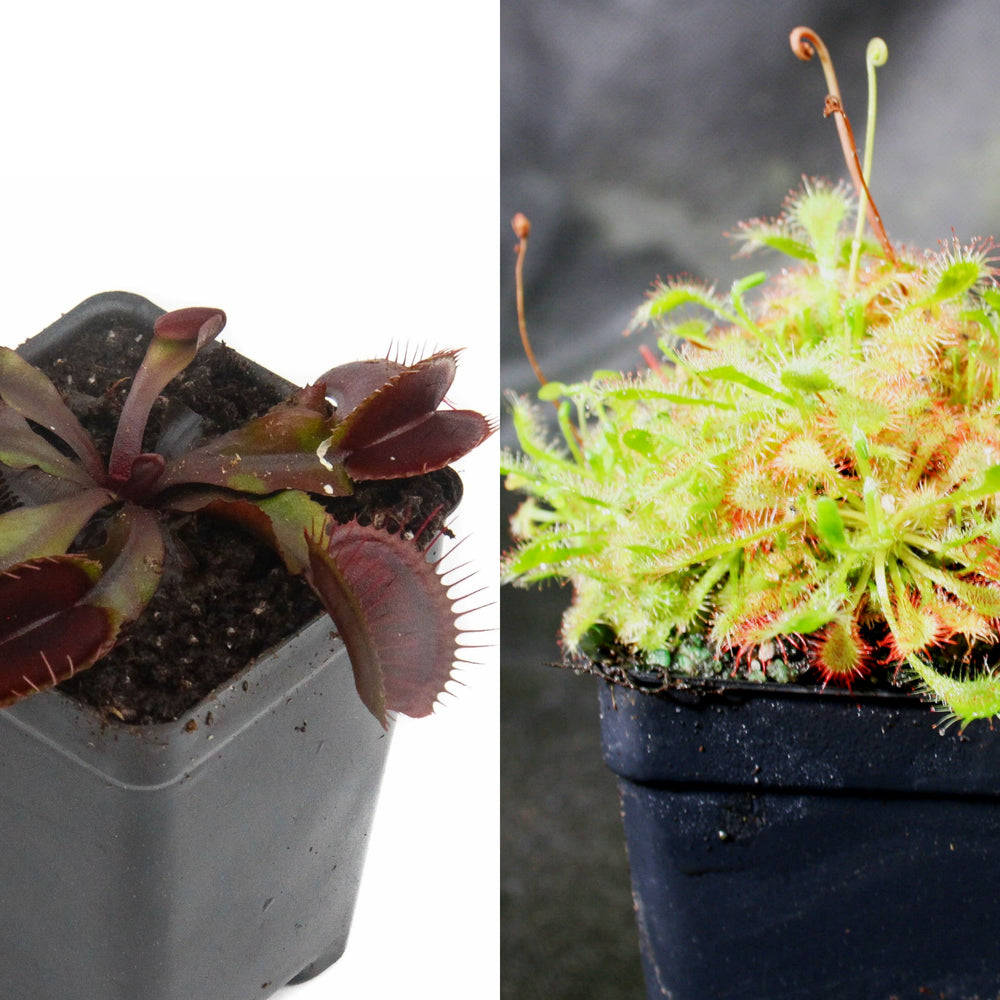 
                      
                        Outdoor Grower Collection
                      
                    