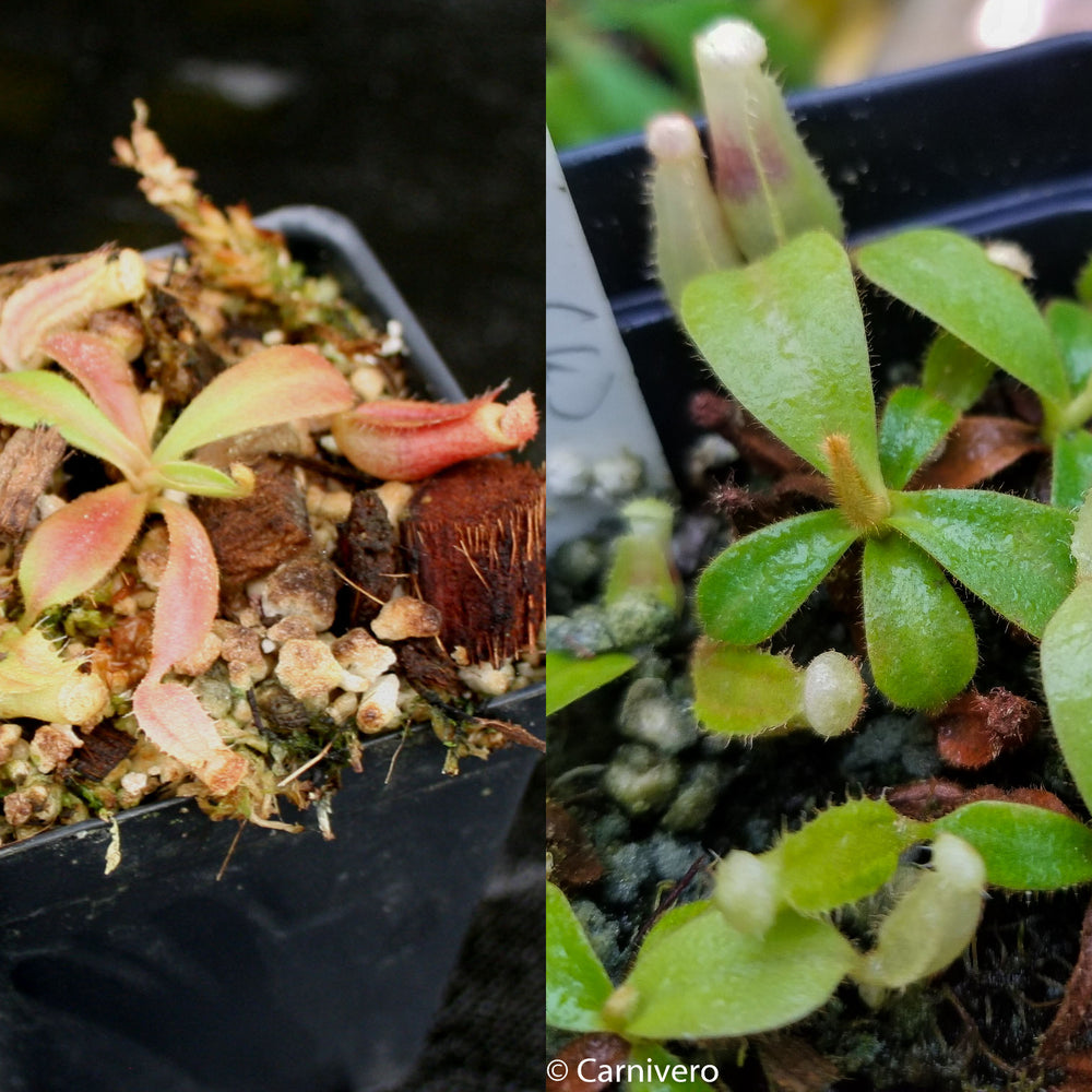 
                      
                        Nepenthes veitchii Collection
                      
                    