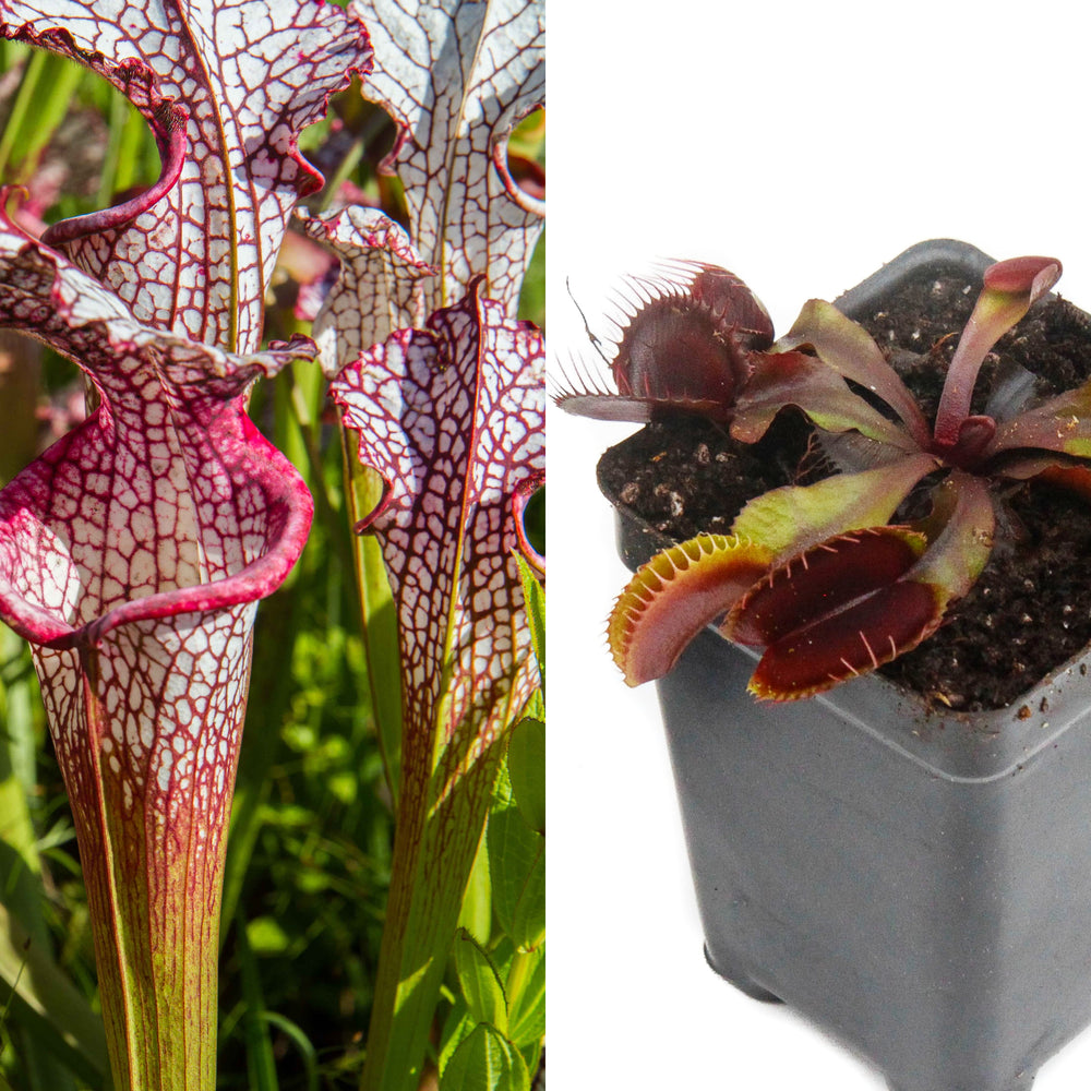 
                      
                        Outdoor Grower Collection
                      
                    