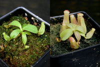 Nepenthes veitchii Collection