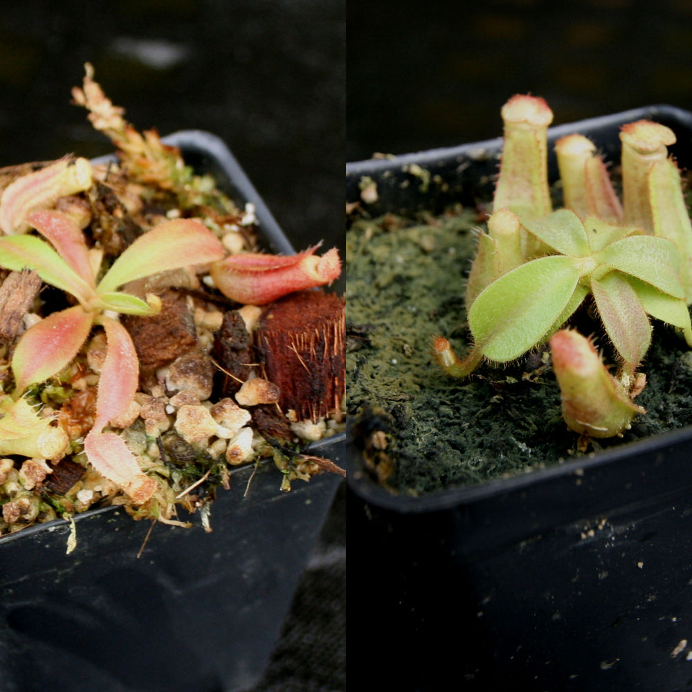 
                      
                        Nepenthes veitchii Collection
                      
                    