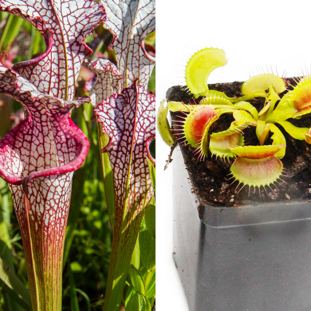 
                      
                        Outdoor Grower Collection
                      
                    