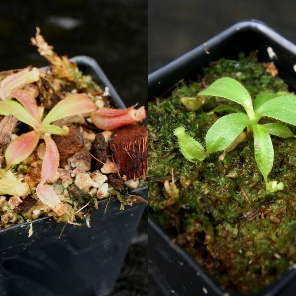 
                      
                        Nepenthes veitchii Collection
                      
                    