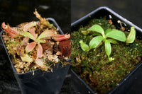 Nepenthes veitchii Collection