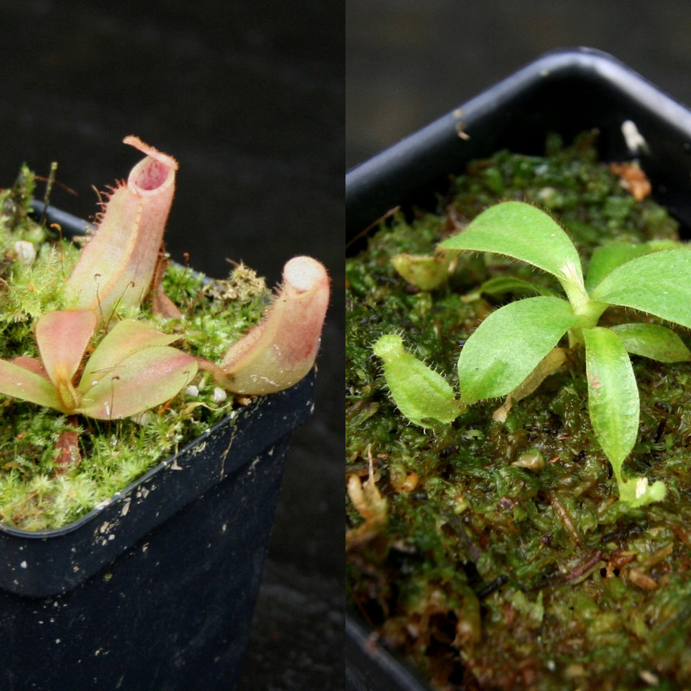 
                      
                        Nepenthes veitchii Collection
                      
                    