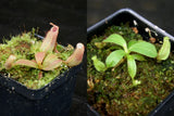 Nepenthes veitchii Collection