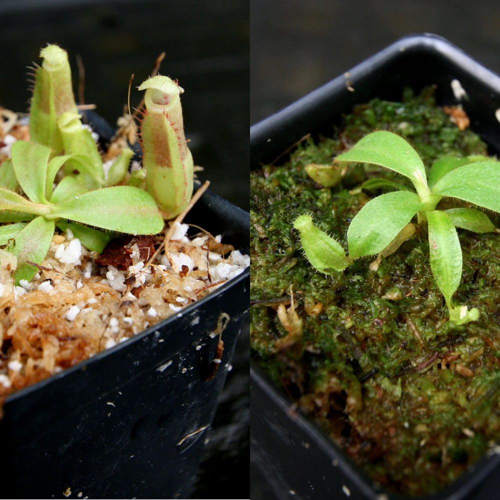 
                      
                        Nepenthes veitchii Collection
                      
                    