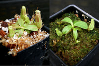 Nepenthes veitchii Collection