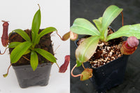Nepenthes Starter Collection