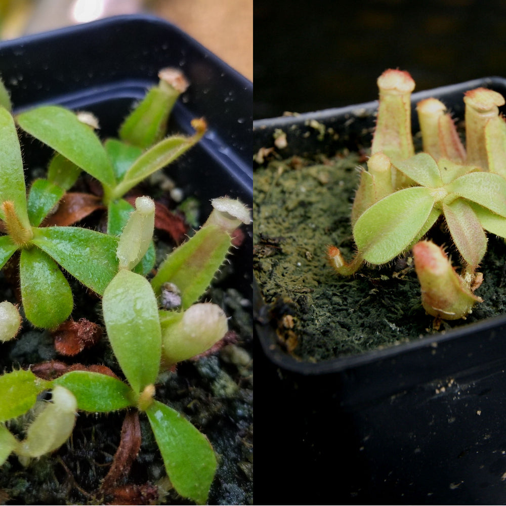 
                      
                        Nepenthes veitchii Collection
                      
                    