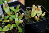 Nepenthes veitchii Collection