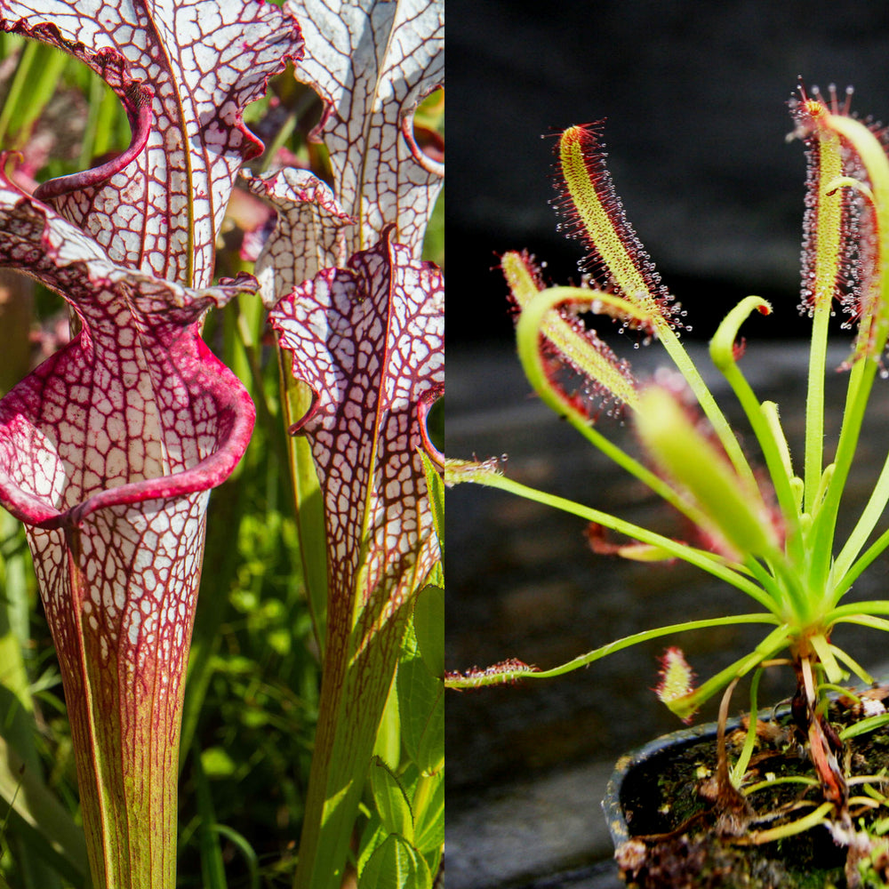 
                      
                        Outdoor Grower Collection
                      
                    