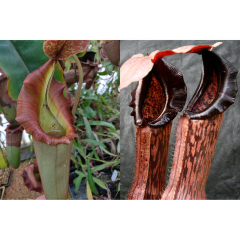 Split Nepenthes seed pod collage with a pale green pitcher and pink rim on the left and dark burgundy peristome pitchers on the right