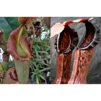 Nepenthes {[(lowii x veitchii) x boschiana] x veitchii "The Wave"} x (Song of Melancholy x boschiana)