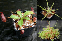 Carnivorous Plant Starter Collection