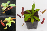 Nepenthes Starter Collection