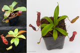 Nepenthes Starter Collection